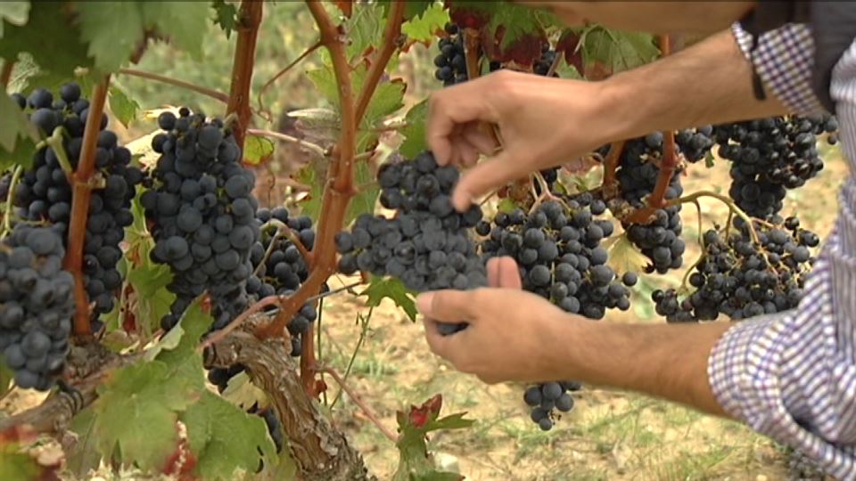El vino de Rioja Alavesa podría ser uno de los más perjudicados por los aranceles