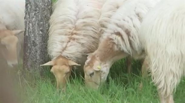 Sasi ardiak eta familia nekazaritza