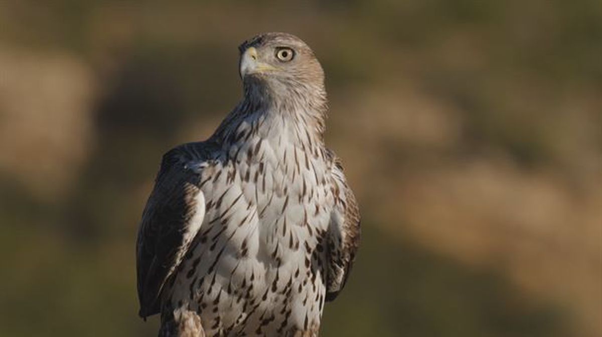 Imagen del águila Bonelli