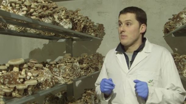 SHIITAKE. TXEMA PEREZ DE ARRIBA. DELIKA