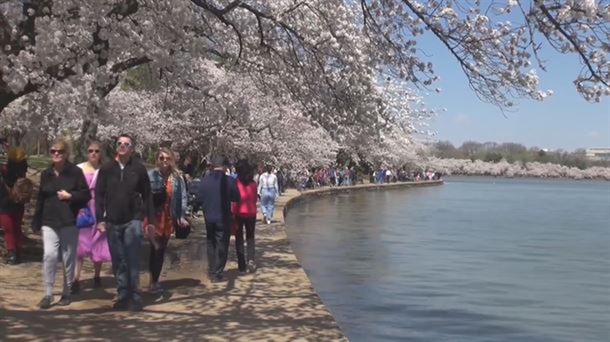 Cerezos en Washington