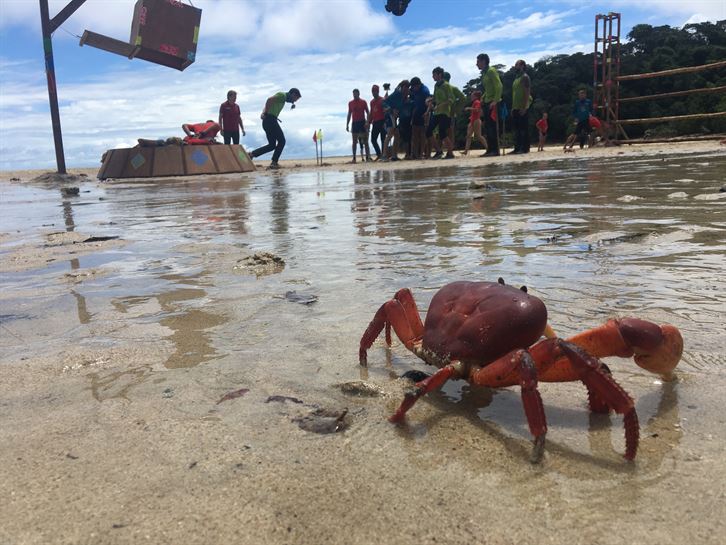 Primer plano de un cangrejo