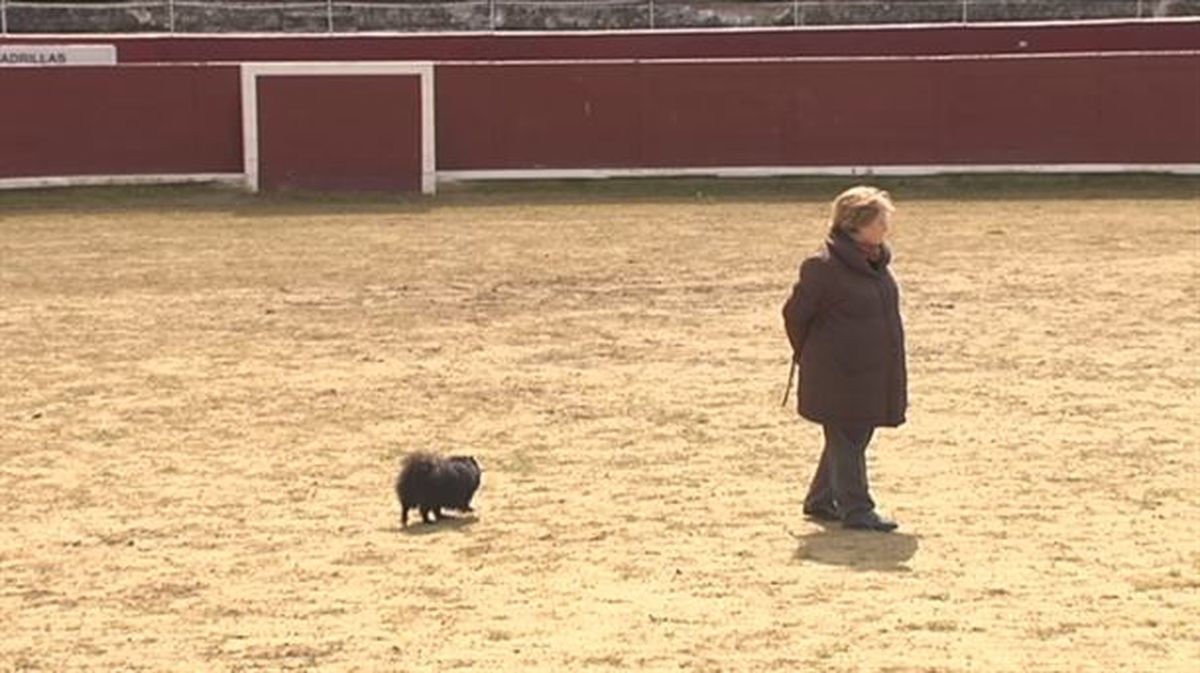 Plaza de toros de Estella