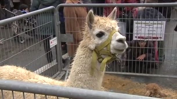 ALPACA. FERIA