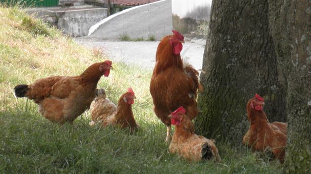 Gallinas 'gorria' autóctonas de Euskadi