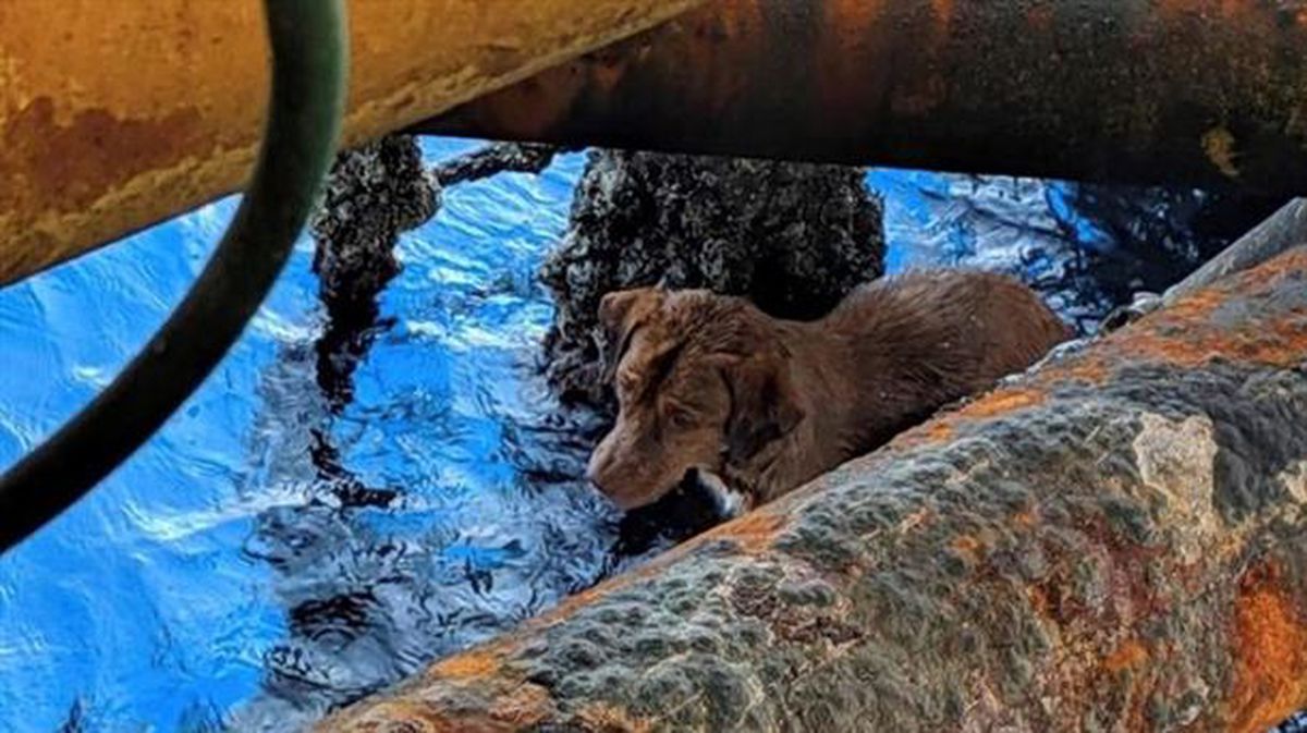 El perro rescatado en alta mar