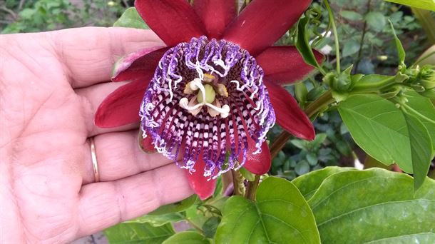 PASSIFLORA ALATA. VIVEROS. EL JARDIN.