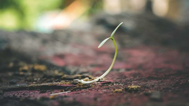 La naturaleza abriéndose a la vida 