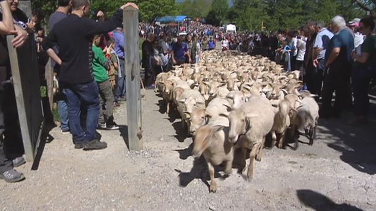 Ovejas camino a Aralar