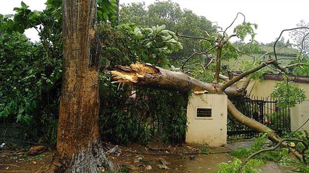 Un árbol caído sobre una vivienda