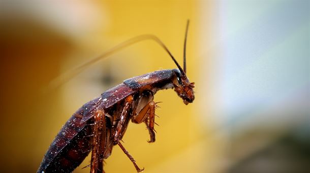 Javier Armentia nos habla de la leche de cucaracha y de otras noticias de la semana