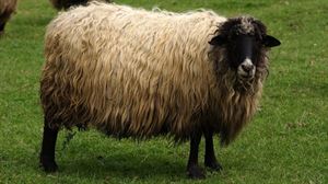 La lana ha pasado de fuente de ingresos a convertirse en un problema