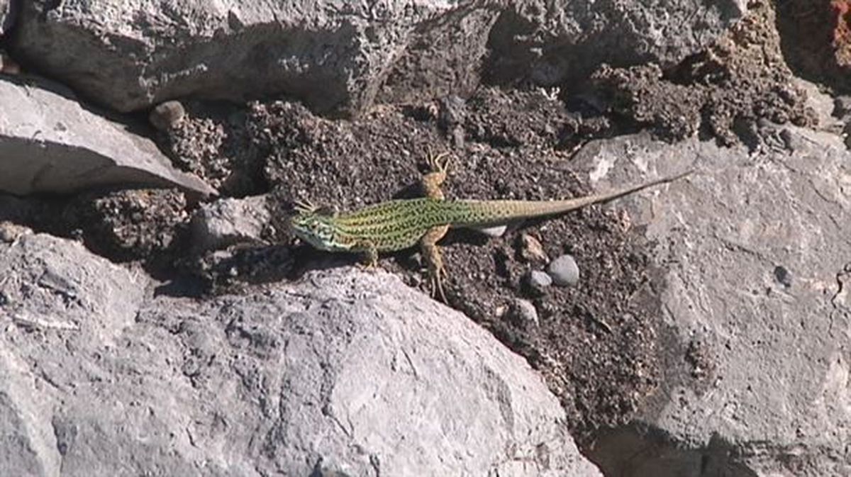 Una lagartija en San Juan de Gaztelugatxe