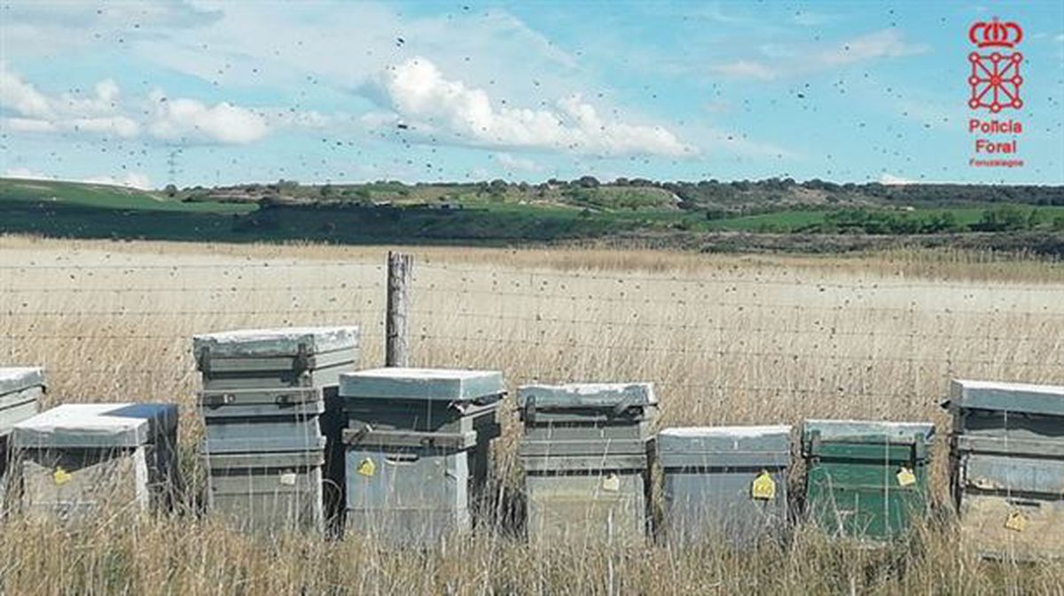 Las abejas alrededor de las colmenas. Foto: Policía Foral