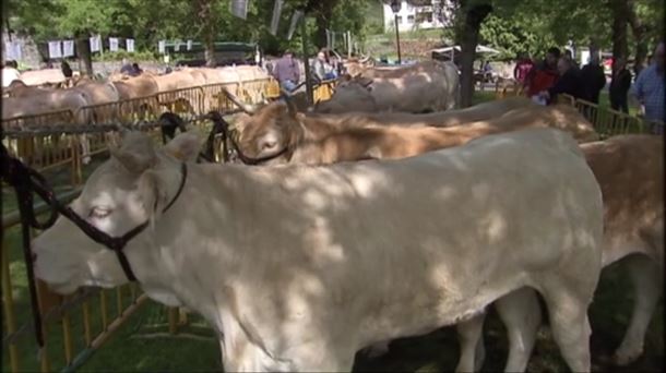 VACUNO. PIRENAICO. ARESPALDITZA. FERIA. AYALA.