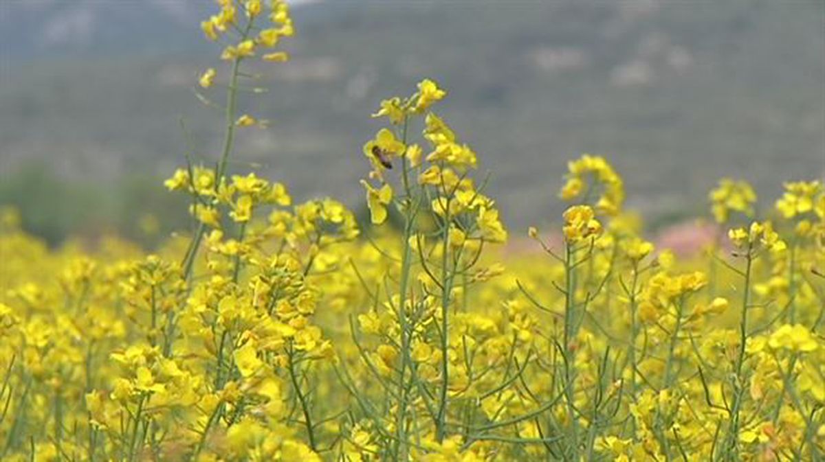 Imagen de una plantación de colza en Araba