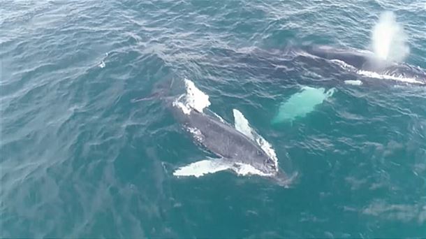 BALLENA. CETACEO. DELFINES. 