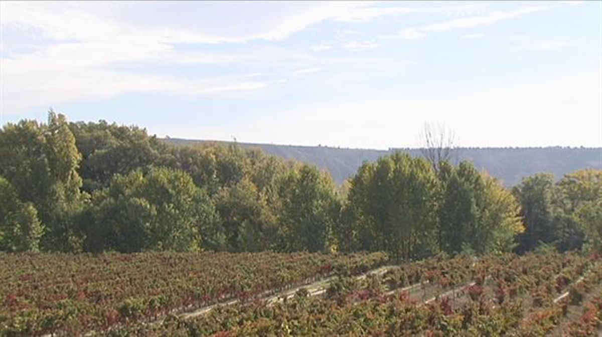 Paisaje de los viñedos que producen vino con denominación de origen de La Rioja.