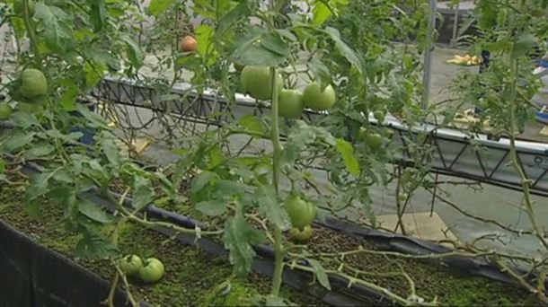 Inversión de cultivo por el sistema hidropónico de tomates en Valdegovía