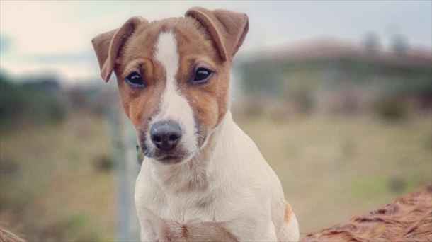 Perro. Amarok