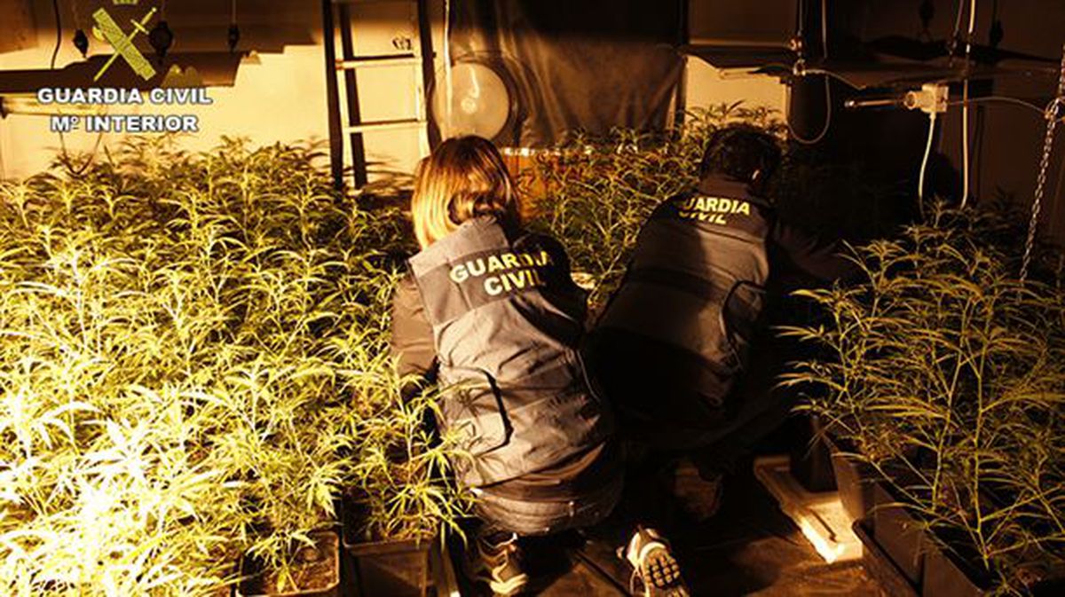 Plantas de marihuana halladas en uno de los laboratorios