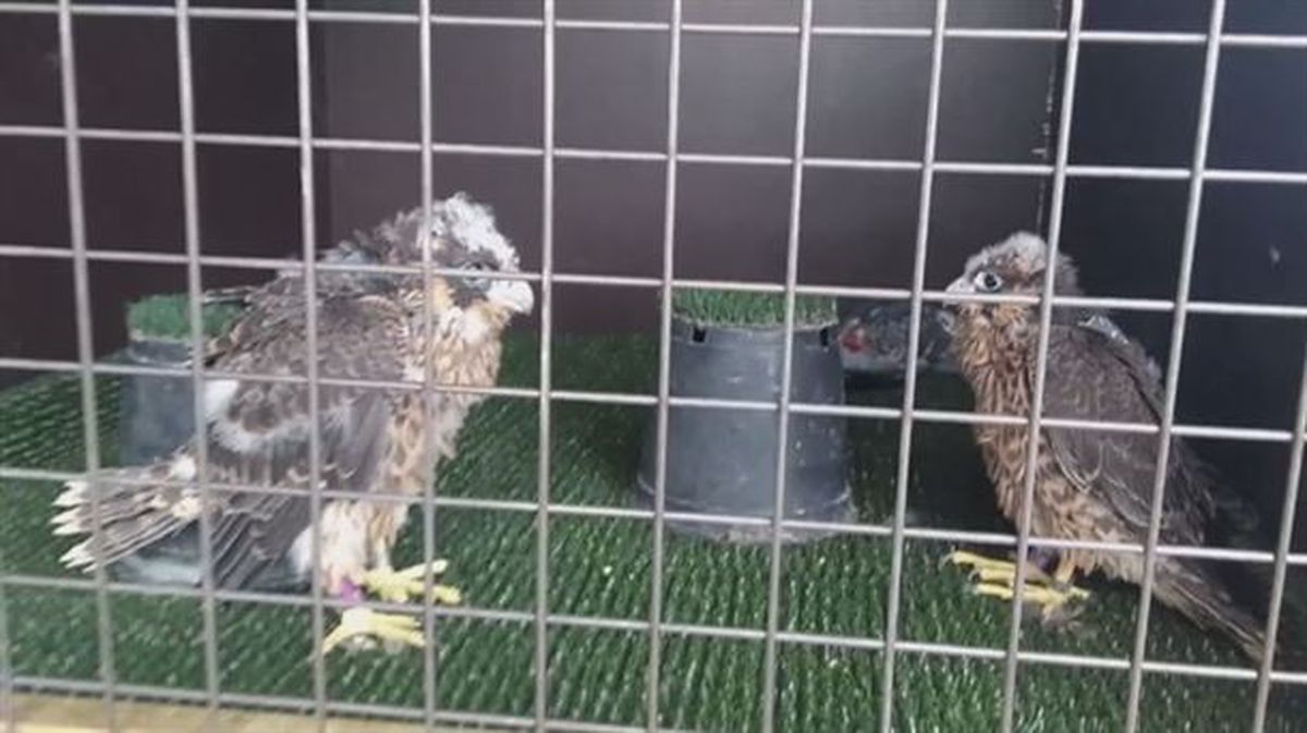 Imagen de los halcones Iruña y Falco