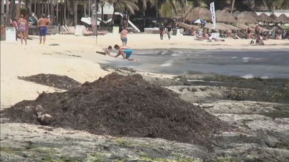 SARGAZO EN EL CARIBE MEXICANO