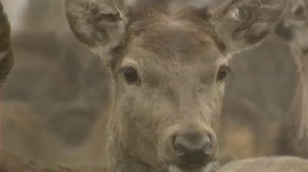 CORZO. VENADO.