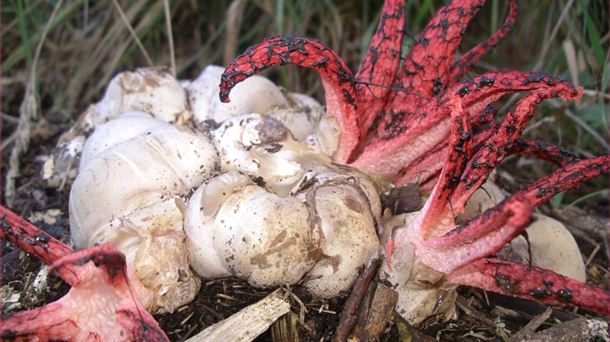 Hongo Clathrus archeri