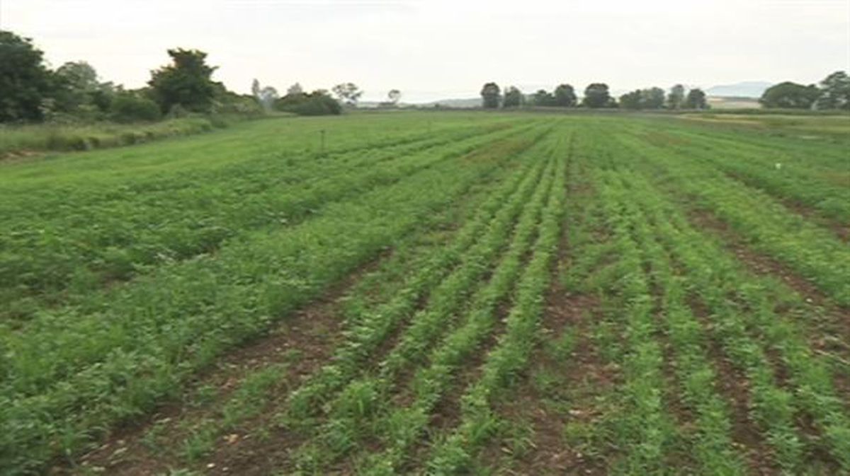 Campos de cultivo ecológico en Arkaute