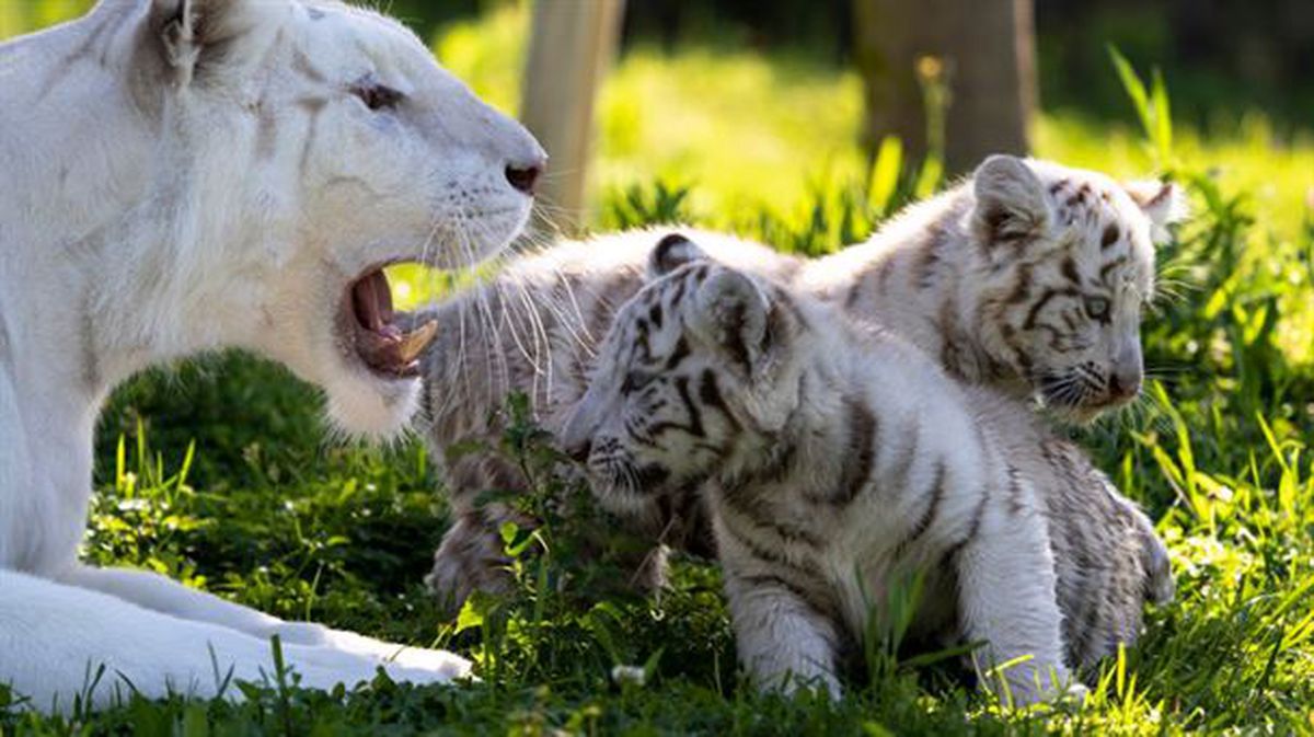 Las crías de tigre blanco, con su madre, Bandi.