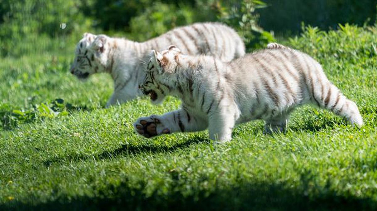 Las dos crías de tigre blanco.