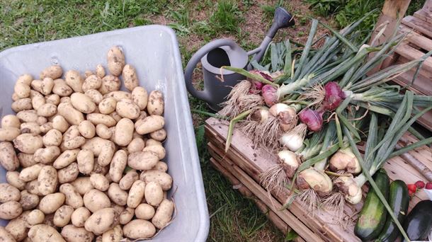 Primera cosecha de un orgulloso seguidor del espacio de agroecología de Paco Sáenz en Vivir para Ver