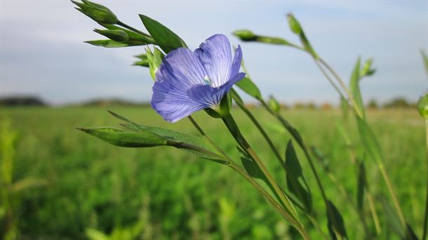 Flor de lino en el campo