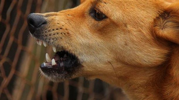 Un perro con rabia