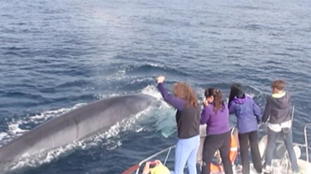 Ver ballenas y delfines en la Costa Vasca, un buen plan de verano       