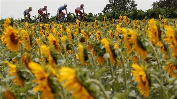 Ciclistas disputando en el Tour de Francia
