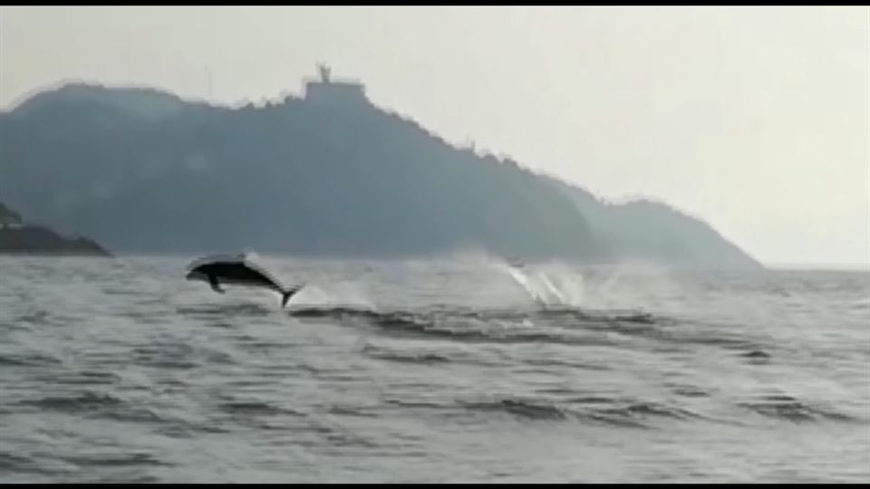 Delfines en San Sebastián. Foto: EiTB