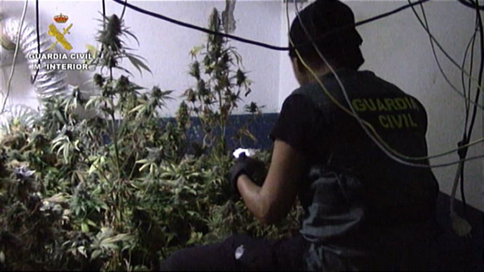 La Guardia Civil desmantela una plantación de marihuana en Mungia
