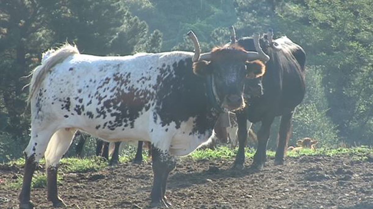 El toro de Azpeitia acababa de llegar al caserío