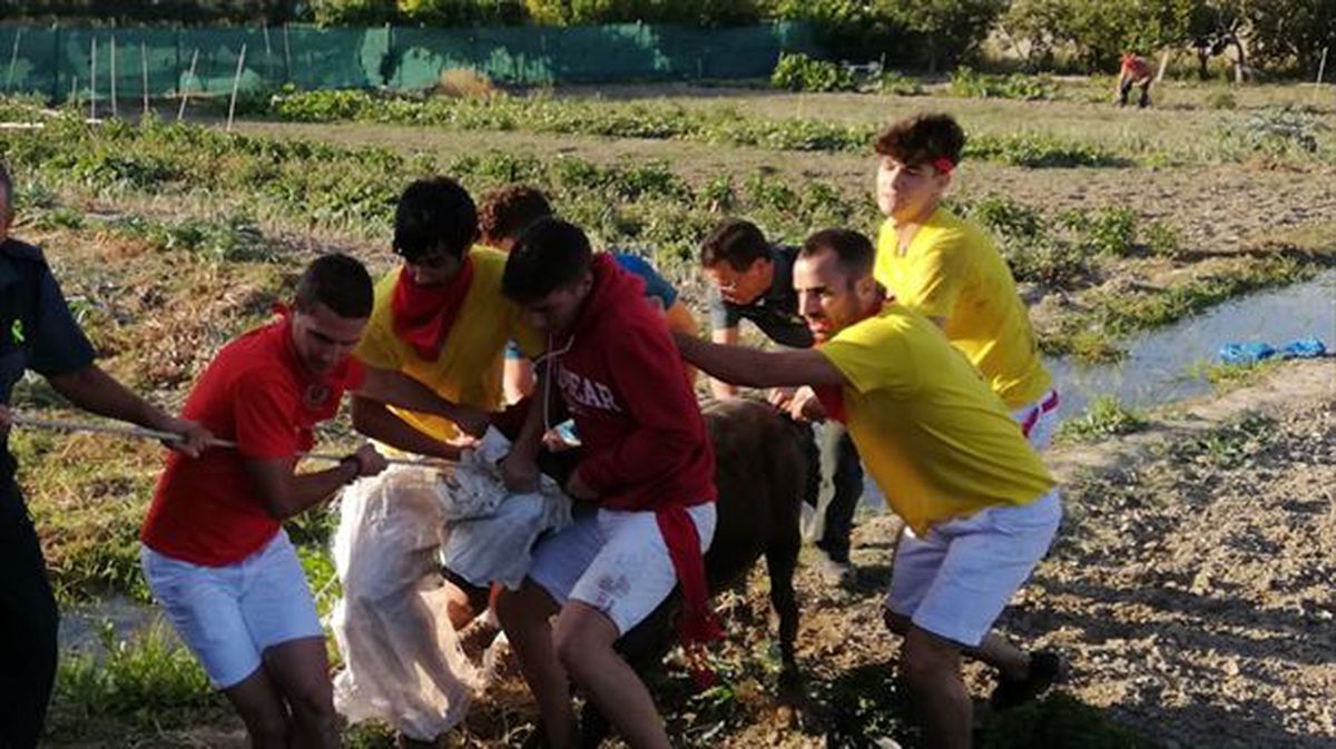 Una vaquilla se escapa en Valtierra y la capturan en Arguedas, 22 agosto 2019