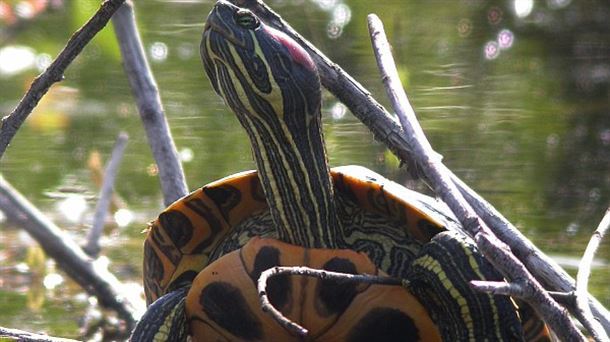 Galápago de florida - Eitb