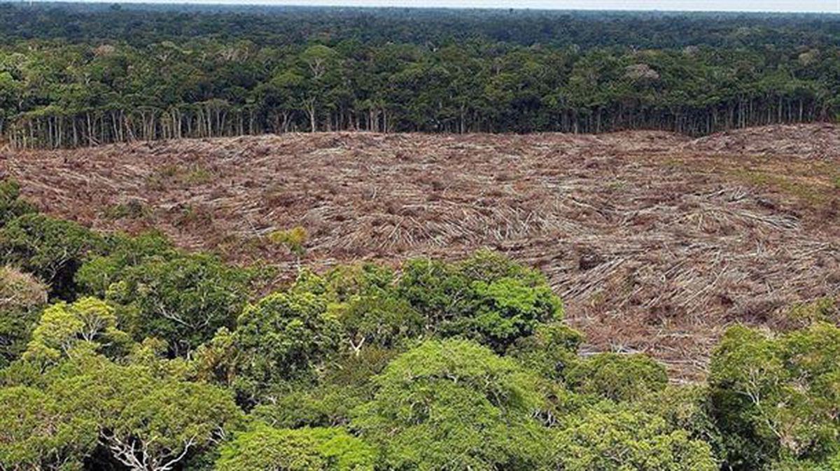 El bosque Amazonas, en Brasil