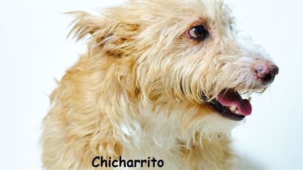 La protectora de animales Apasos de Álava nos presenta hoy a Chicharrito 