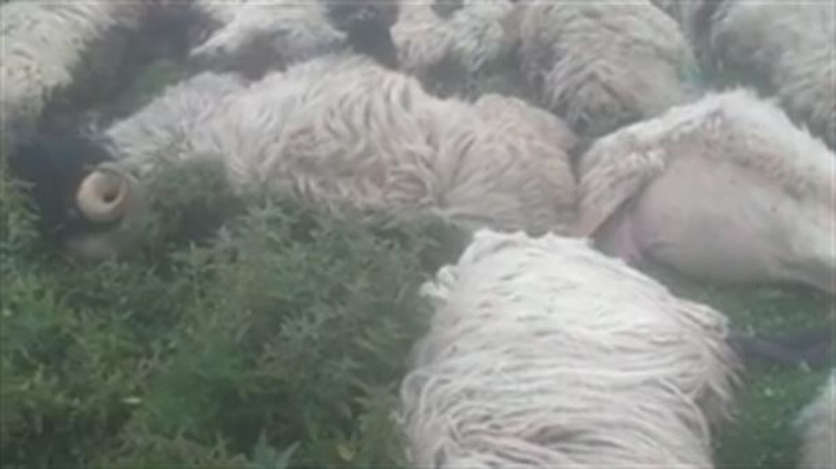 Ovejas muertas por el ataque del oso. Foto: ELB