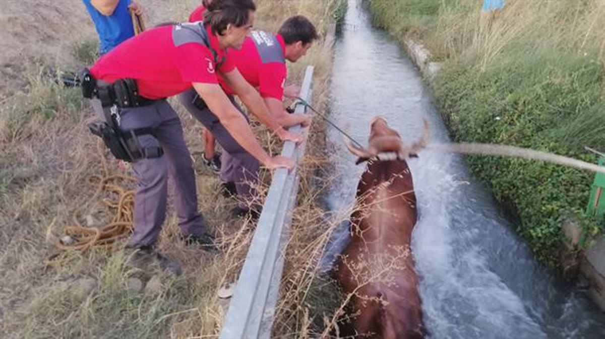 El animal ha sido inmovilizado en un canal de riego