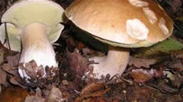 Boletus edulis. EITB