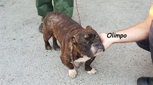 La Protectora de Animales Puppy de Bizkaia nos presenta a Olimpo 