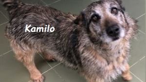 La Asociación Protectora de Animales de Gipuzkoa nos presenta a Kamilo