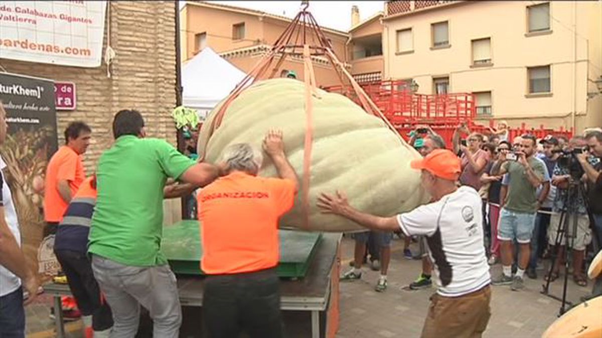 Calabaza gigante en Valtierra. 